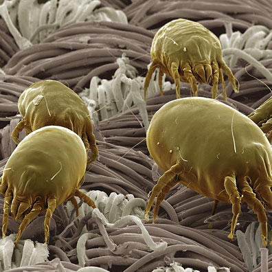 Rug Cleaning